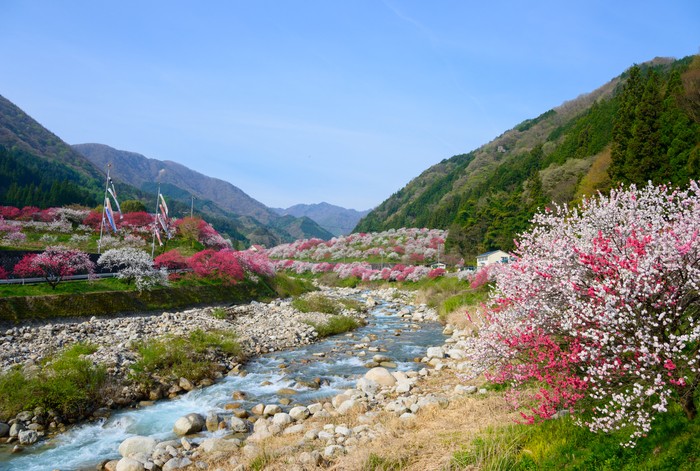 Peach blossoms at Gessen Onsen in Achi, Nagano, Japan