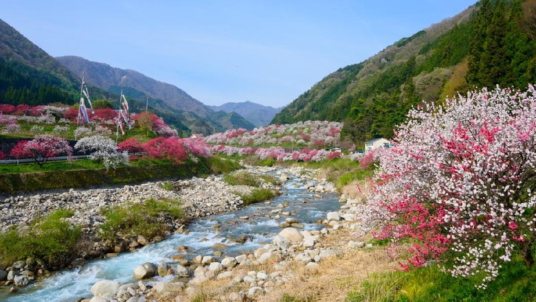 Desa Achi, Jepang Peach blossoms at Gessen Onsen in Achi, Nagano, Japan