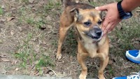 foto viral anjing