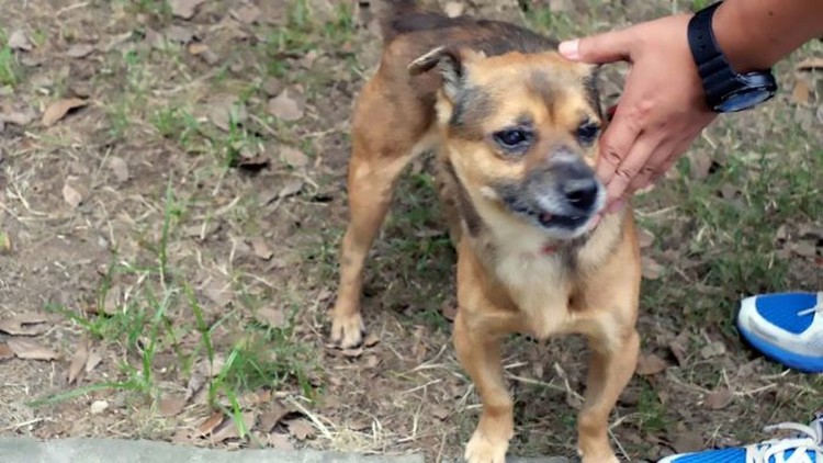 foto viral anjing