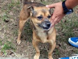 Majikan Wafat Kena Corona, Anjingnya Tak Mau Pulang dari RS