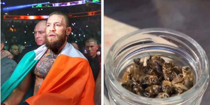 Conor McGregor Makan Lebah