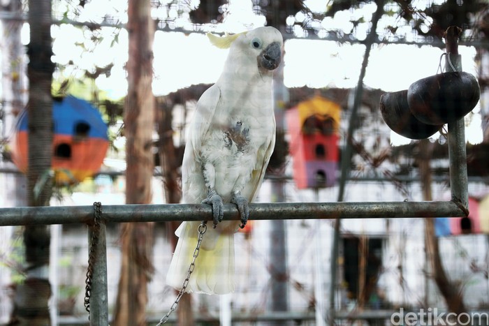 Bird Park Tangerang atau Taman Burung Perak yang berlokasi di Jalan M Yamin, Kecamatan Tangerang, Kota Tangerang, ditutup selama wabah pandemi COVID-19.