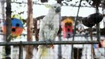 Pandemi Corona, Taman Burung Perak Tangerang Ditutup Sementara