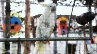 Seeokor burung bertengger di tiang Taman Burung Perak.