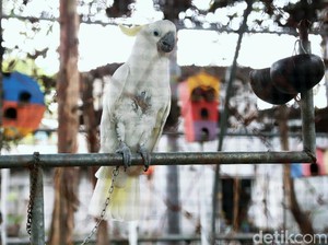 5 Arti Mimpi Mendapatkan Burung, Perubahan dan Kebebasan hingga Kemalangan