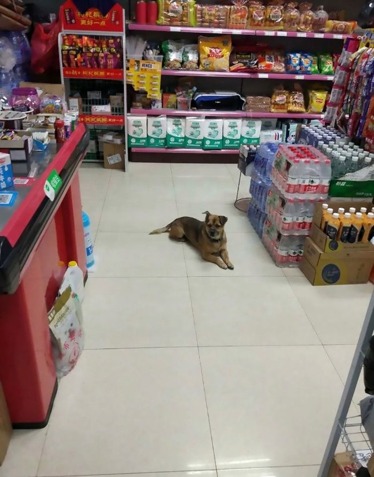 foto viral anjing