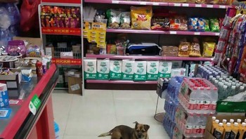 Menurut petugas kebersihan rumah sakit Zhu Youzhen, anjing itu menunggu di lobby rumah sakit menantikan majikannya kembali. Pada hari-hari berikutnya dia pun berkeliaran di sekitar rumah sakit, dan pergi ke mini market di lantai dasar rumah sakit. Foto: via Bored Panda
