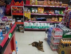 Majikan Wafat Kena Corona, Anjingnya Tak Mau Pulang dari RS