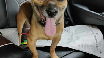 Untuk sementara, Xiao Bao tinggal dan dirawat di shelter Wuhan Small Animal Protection Association. Foto: via Bored Panda