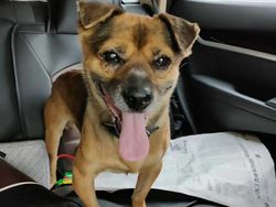 Majikan Wafat Kena Corona, Anjingnya Tak Mau Pulang dari RS