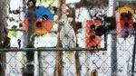 Pandemi Corona, Taman Burung Perak Tangerang Ditutup Sementara