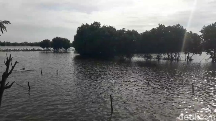Banjir rob menggenangi pesisir pantai utara Brebes, Rabu (3/6/2020).