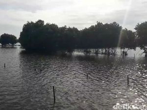 200 Ha Tambak di Pantura Brebes Terendam Banjir Rob