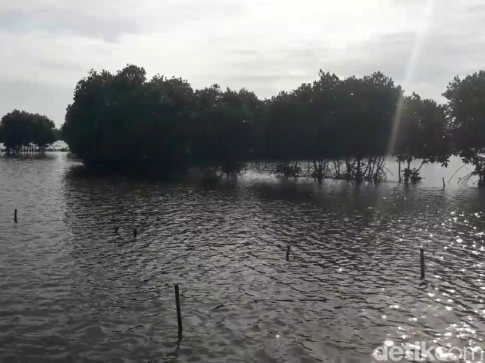 Banjir rob menggenangi pesisir pantai utara Brebes, Rabu (3/6/2020).