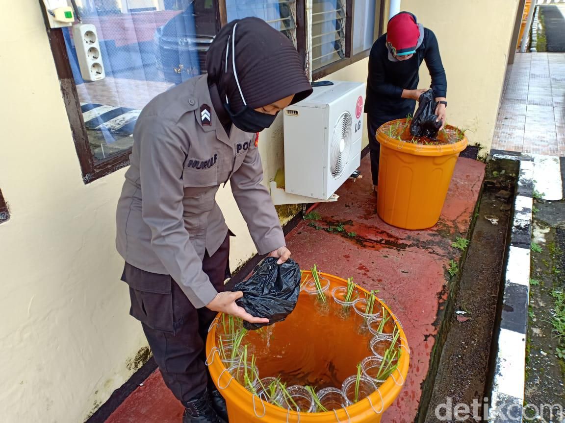 Polisi di Sulsel Budidaya Ikan Lele dan Hidroponi Untuk Stok Pangan