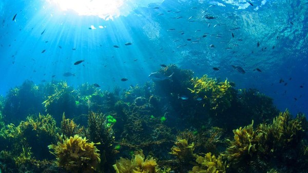 Para penyelam berada di bawah air Poor Knights Islands akan melihat kumpulan puncak gunung berapi yang menjorok dari dasar laut di lepas pantai Pulau Utara, New Zealand. Di sana ada hutan rumput laut yang lebat. Ada campuran air hangat dan dingin di sini. Para penyelam berada di bawah air Poor Knights Islands akan melihat kumpulan puncak gunung berapi yang menjorok dari dasar laut di lepas pantai Pulau Utara, New Zealand. Di sana ada hutan rumput laut yang lebat. Ada campuran air hangat dan dingin di sini.