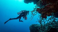Kepulauan Solomon, negara terpencil di Pasifik Selatan yang terdiri dari 992 pulau. Terumbu karang yang paling terkenal ada di Guadalcanal yang menjadi medan pertempuran utama selama Perang Dunia II.