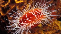 Jika penyelam Amerika Utara memiliki Karibia, maka Laut Merah adalah yang sebanding untuk orang Eropa. Di sini, di ujung Semenanjung Sinai antara Afrika dan Timur Tengah di Taman Nasional Ras Mohammed, Mesir, Anda akan menemukan lautan paling jernih di planet ini.