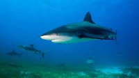 Perairan Bahama juga dipenuhi dengan hiu. Penyelam yang ke sini akan pergi ke lokasi penyelaman yang disebut Tiger Beach tempat terbaik untuk melihat hiu macan, hiu martil besar hingga hiu banteng.