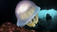 Situs penyelaman Portugal di Sesimbra. Anda dapat menemukan gurita dan karang dipenuhi anemon. Inilah destinasi menyelam terbaik di Eropa.