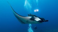 Laut Cortez juga dikenal sebagai Teluk California. Seorang penyelam, Jacques Cousteau menyebutnya sebagai akuarium dunia. Ada lebih dari 800 spesies ikan di sini, termasuk pari manta, hiu paus hingga lumba-lumba.