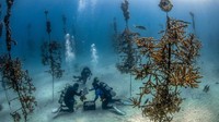 Key Largo salah satu destinasi menyelam terbaik dan paling mudah diakses di Amerika Serikat. Bergabunglah wisata edukasi bersama Coral Restoration Foundation dan menjadi bagian dari kelompok restorasi terumbu karang terbesar di dunia.