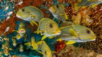 Penyelam terbaik dunia pasti pernah atau ingin menyelami Raja Ampat karena berada di Segitiga Terumbu Karang. Raja Ampat adalah rumah bagi lebih dari 1.300 spesies ikan karang dan terumbu karangnya salah satu yang paling murni di dunia.