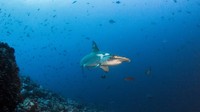 Pulau Cocos sudah seperti stasiun jalur Pasifik timur bagi setiap jenis makhluk hidup. Ada hiu martil, ikan nuri, ikan tupai hingga pari.