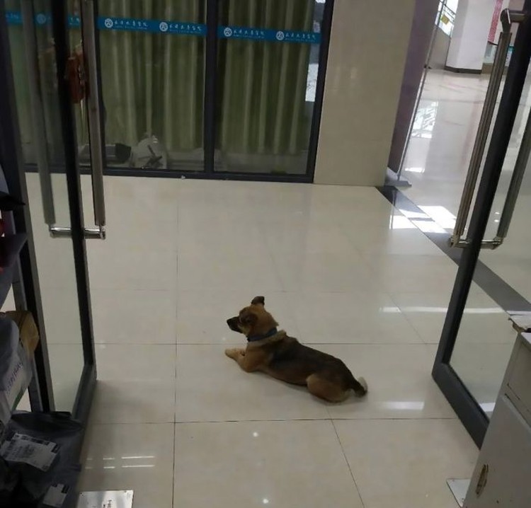 foto viral anjing