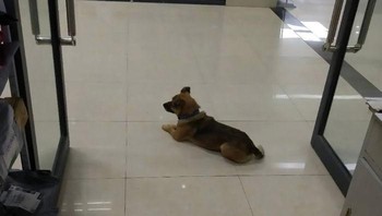 Menyedihkan, sang majikan meninggal 5 hari setelah dirawat di rumah sakit. Namun anjingnya yang berumur 7 tahun, Xiao Bao, setia menunggui majikannya. Dia tidak tahu majikannya sudah meninggal. Foto: via Bored Panda