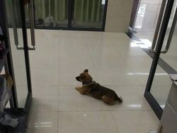 Majikan Wafat Kena Corona, Anjingnya Tak Mau Pulang dari RS