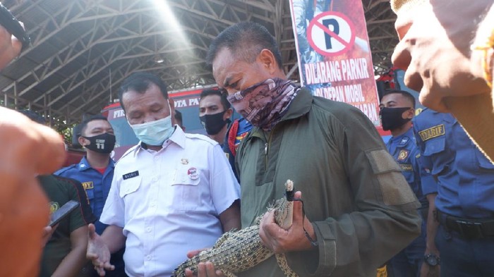 Penemuan buaya di kamar mandi warga di Padang (Jeka Kampai-detikcom)