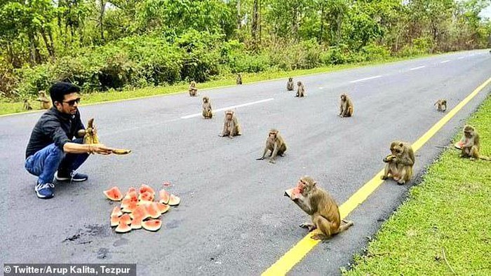 Gerombolan monyet Social Distancing di India.