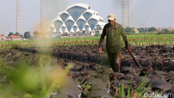 Jaga Ketahanan Pangan, Petani Bandung Tanam Padi di Tengah Pandemi Demi menjaga ketahanan pangan ditengah pandemi COVID-19 yang terjadi di Kota Bandung, sejumlah petani padi menggarap sawah ditengah pandemi COVID-19.