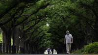 Jejeran pohon ginkgo memberikan kesan asri di kawasan Tokyo.