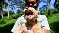 Gisel yang lahir normal pada 8 April 2020 dengan berat 1,5 Kg tersebut lahir dari indukan betina bernama Ghost dan pejantan bernama Kaka.