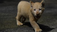 Kehadiran Gisel tentu menambah koleksi Singa Putih di taman safari yang kini menjadi enam ekor.