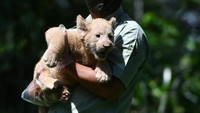 Kehadiran Gisel semakin menambah lengkap koleksi singa putih di Taman Safari Prigen Jawa Timur.