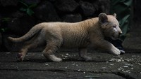 Bayi singa putih (Panthera Leo) yang berjenis kelamin betina dan bernama Gisel berjalan di halaman Taman Safari Prigen, Pasuruan, Jawa Timur, Kamis (4/6/2020).