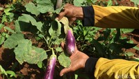 Pohon terong Harun berbuah sangat baik.