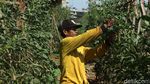 Bertani di Ibu Kota, Manfaatkan Lahan Kolong Tol