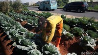 Petugas PPSU Cipinang Melayu berinisiatif menaman berbagai sayur.