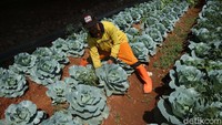 Harun memanfaatkan lahan tidur ini agar tanah kosong tersebut produktif dan menghijaukan kawasan.