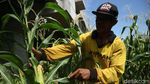 Bertani di Ibu Kota, Manfaatkan Lahan Kolong Tol