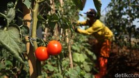 Harun petugas PPSU melakukan perawatan pada tanaman sayur miliknya, Kamis (4/6).