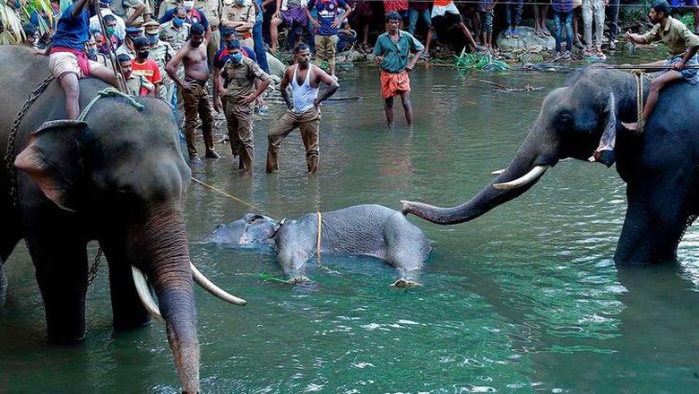 Kasihan, Gajah Hamil Ini Mati Setelah Diberi Nanas Berisi Petasan