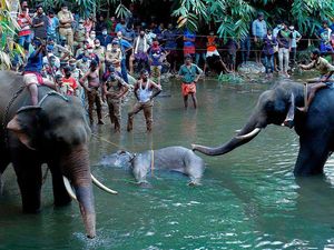Kasihan, Gajah Hamil Ini Mati Setelah Diberi Nanas Berisi Petasan