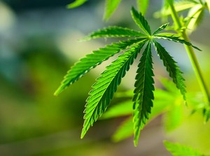 Ganja Jadi Bumbu Masak dan Obat Herbal di Indonesia Sejak Zaman Dulu