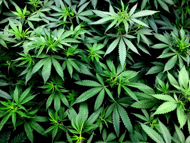 Wanita Temukan Benda Aneh pada Telur hingga Ganja Jadi Bumbu Masak
